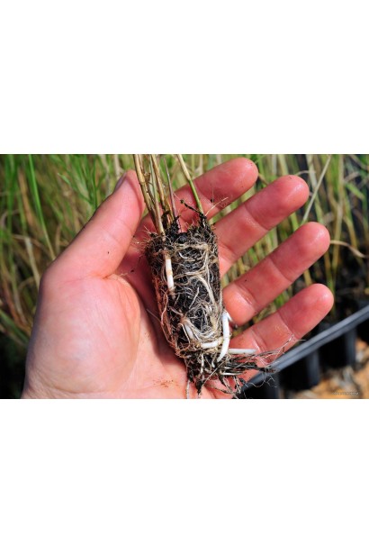 Очерет звичайний коріння